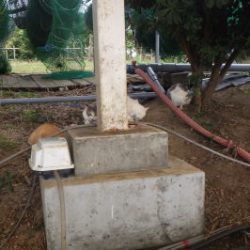 淡路じゃのひれフィッシングパーク 釣果