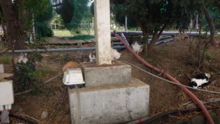 淡路じゃのひれフィッシングパーク 釣果