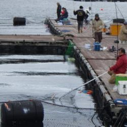 淡路じゃのひれフィッシングパーク 釣果