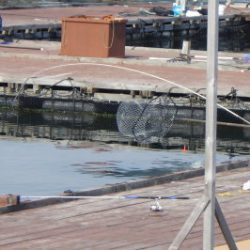 淡路じゃのひれフィッシングパーク 釣果