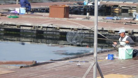 淡路じゃのひれフィッシングパーク 釣果