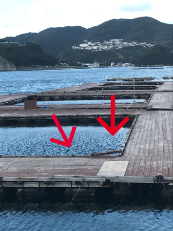 淡路じゃのひれフィッシングパーク 釣果