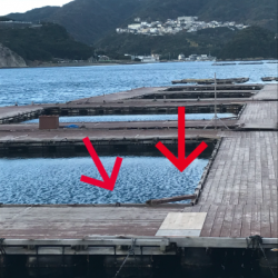 淡路じゃのひれフィッシングパーク 釣果