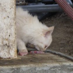 淡路じゃのひれフィッシングパーク 釣果