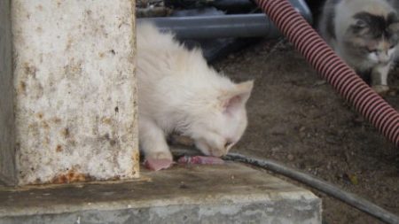 淡路じゃのひれフィッシングパーク 釣果