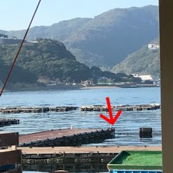 淡路じゃのひれフィッシングパーク 釣果