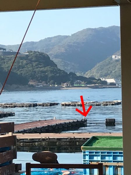 淡路じゃのひれフィッシングパーク 釣果