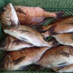 淡路じゃのひれフィッシングパーク 釣果