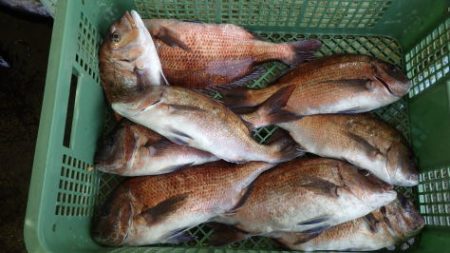 淡路じゃのひれフィッシングパーク 釣果