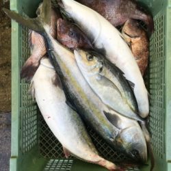 淡路じゃのひれフィッシングパーク 釣果