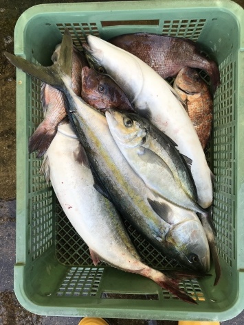 淡路じゃのひれフィッシングパーク 釣果