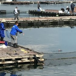 淡路じゃのひれフィッシングパーク 釣果