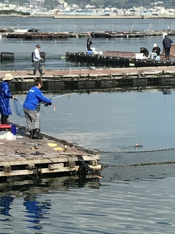 淡路じゃのひれフィッシングパーク 釣果