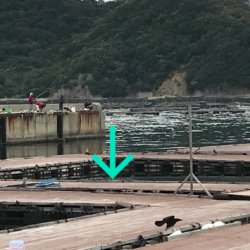 淡路じゃのひれフィッシングパーク 釣果