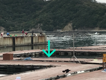 淡路じゃのひれフィッシングパーク 釣果