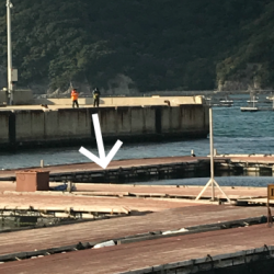 淡路じゃのひれフィッシングパーク 釣果