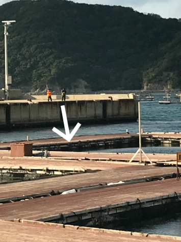 淡路じゃのひれフィッシングパーク 釣果