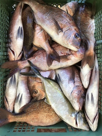 淡路じゃのひれフィッシングパーク 釣果