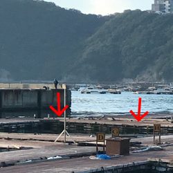 淡路じゃのひれフィッシングパーク 釣果