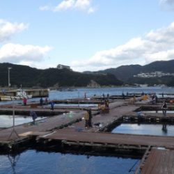 淡路じゃのひれフィッシングパーク 釣果