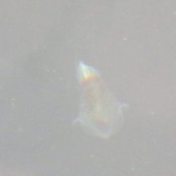 淡路じゃのひれフィッシングパーク 釣果