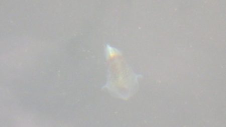 淡路じゃのひれフィッシングパーク 釣果