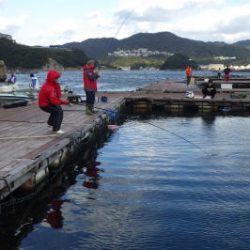 淡路じゃのひれフィッシングパーク 釣果