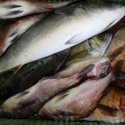 淡路じゃのひれフィッシングパーク 釣果