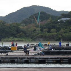 淡路じゃのひれフィッシングパーク 釣果