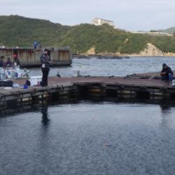 淡路じゃのひれフィッシングパーク 釣果