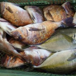 淡路じゃのひれフィッシングパーク 釣果