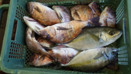 淡路じゃのひれフィッシングパーク 釣果