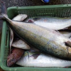 淡路じゃのひれフィッシングパーク 釣果