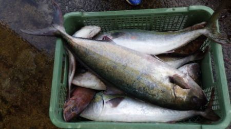 淡路じゃのひれフィッシングパーク 釣果