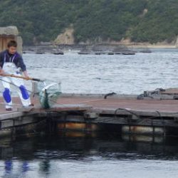 淡路じゃのひれフィッシングパーク 釣果