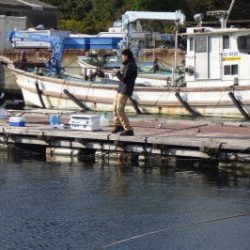 淡路じゃのひれフィッシングパーク 釣果