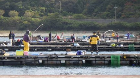 淡路じゃのひれフィッシングパーク 釣果