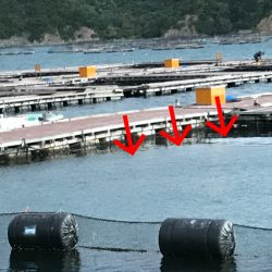 淡路じゃのひれフィッシングパーク 釣果