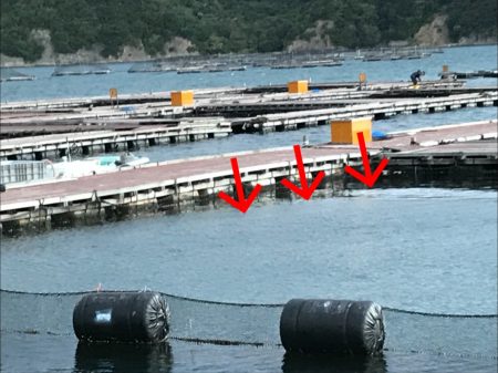 淡路じゃのひれフィッシングパーク 釣果