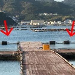 淡路じゃのひれフィッシングパーク 釣果