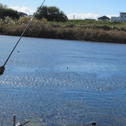 狩野川（狩野川漁業協同組合） 釣果