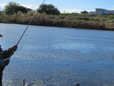 狩野川（狩野川漁業協同組合） 釣果