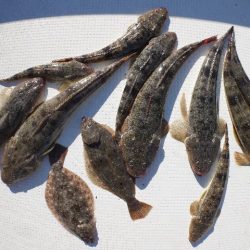 TOPGUN名古屋 釣果