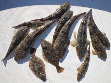 TOPGUN名古屋 釣果