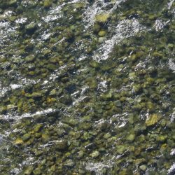 狩野川(狩野川漁業協同組合) 釣果