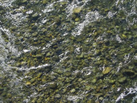 狩野川(狩野川漁業協同組合) 釣果