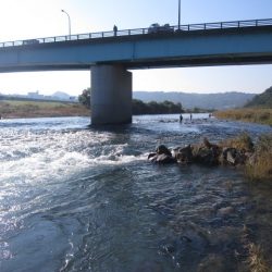 狩野川(狩野川漁業協同組合) 釣果