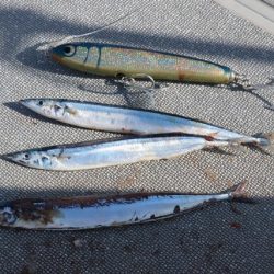 へいみつ丸 釣果