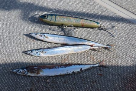 へいみつ丸 釣果