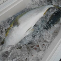 こうゆう丸 釣果